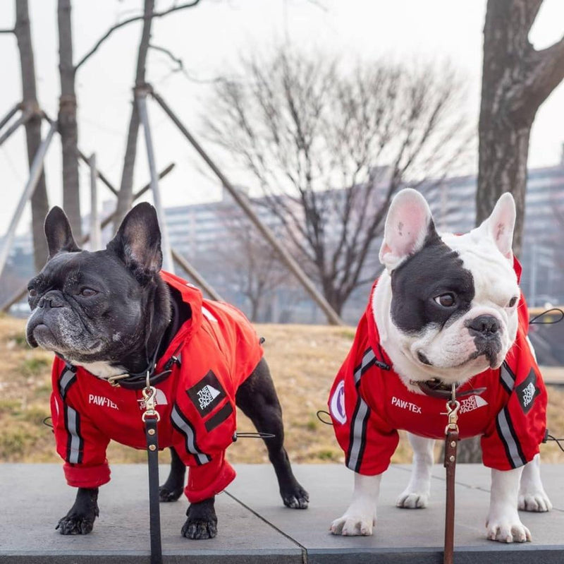 The Dog Face Windbreaker